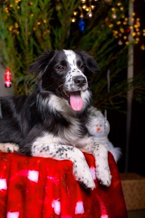 Цуценята бордер коллі Бордер колли Бордер колі