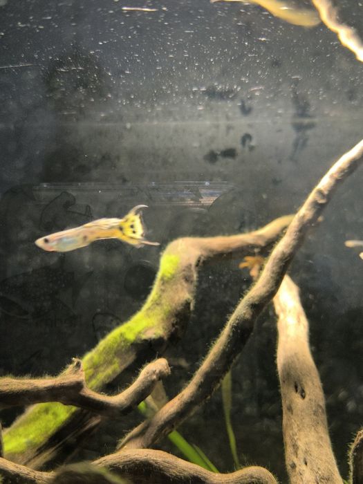 Vendo guppy Almada