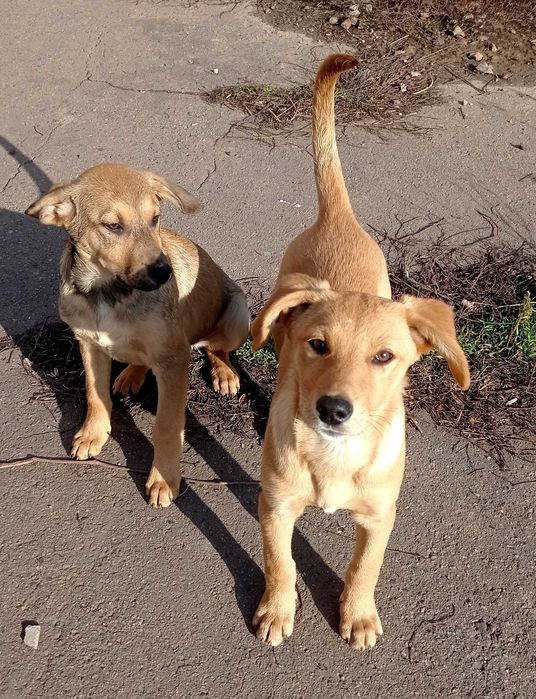 Хлопчик і дівчинка в гарні родини