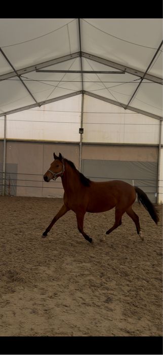 Sprzedam klacz 2 latke