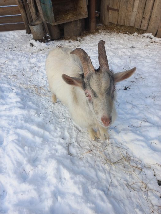 Продам молодого Козла козлика