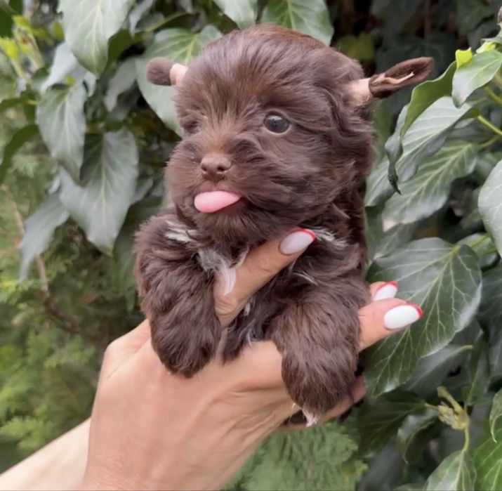 Йоркширский терьер Йорк