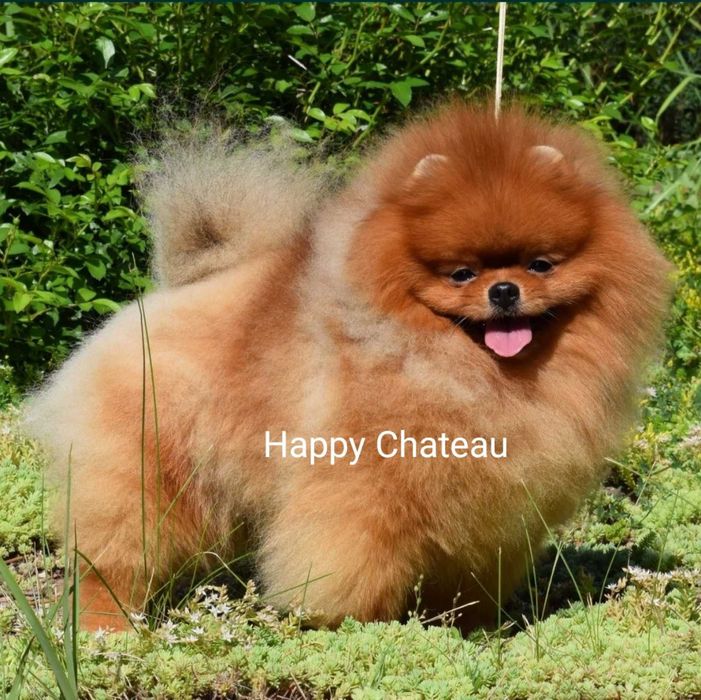 Предлагается шпиц вязка