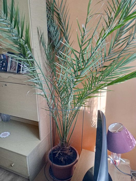 Palma domowa o wysokości 2,5 metra