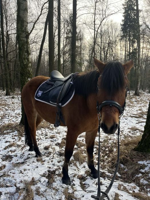 Wspołdzierżawa 6 letniego hucułka