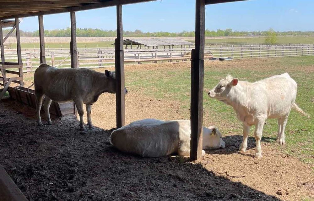Продам стадо молодняка мясної породи Лімузин та Шароле