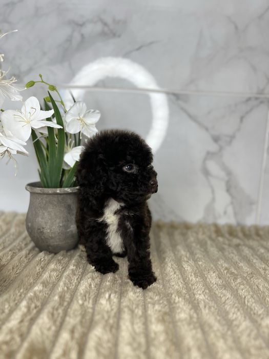 Люксові пудельки щоколад і щоколадний мерле