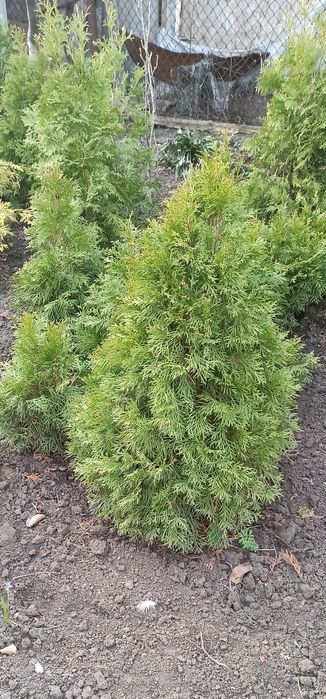 Продам туї. м Умань.