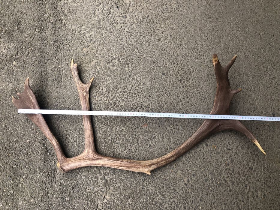 Роги оленя