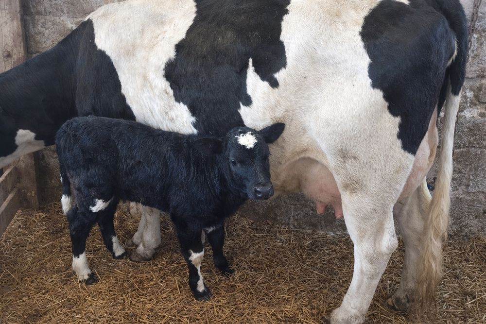 Cielak miesieczny 2 sztuki że zdjęć