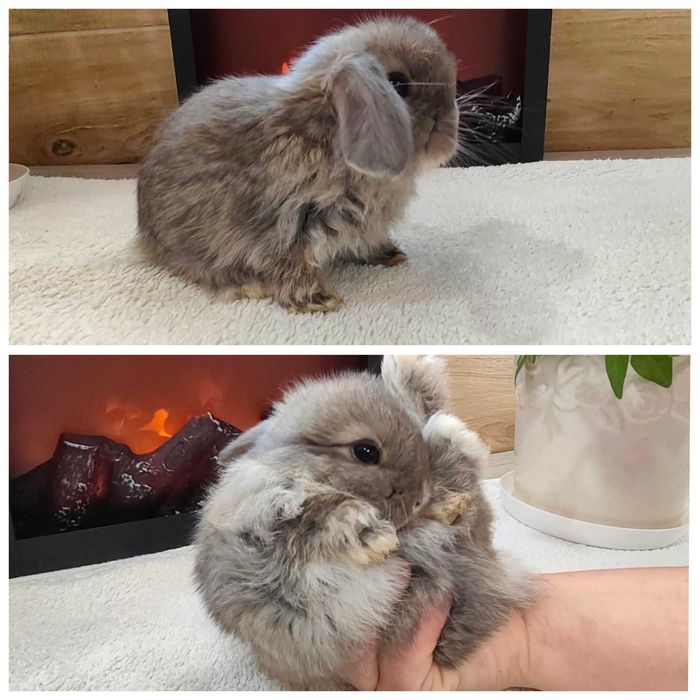 Mini Lopy baranki królik karzełek .Hodowla zarejestrowana KZHK