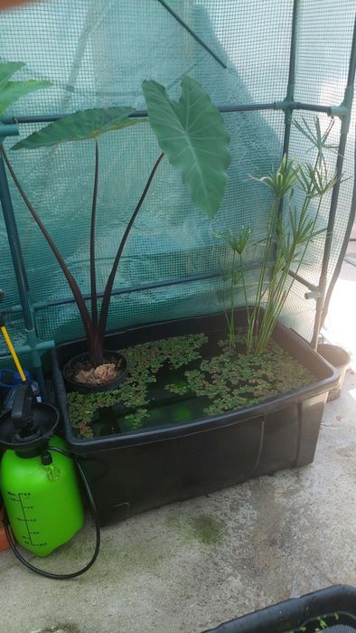 Mini lago com plantas e peixes