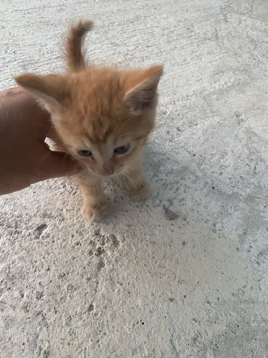 Кошенята в добрі руки