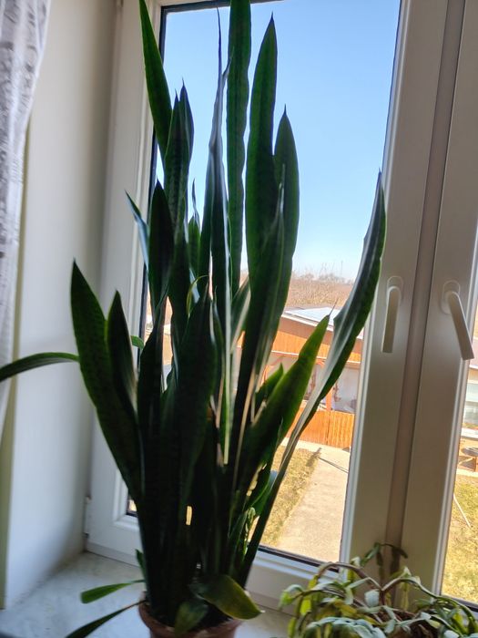 Sansewieria (język teściowej) w doniczce