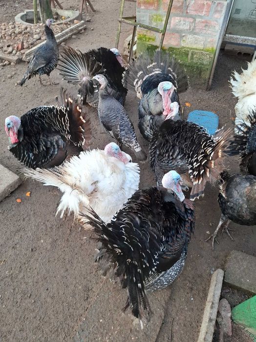 Vendo perus brancos e pretos, bom preço!