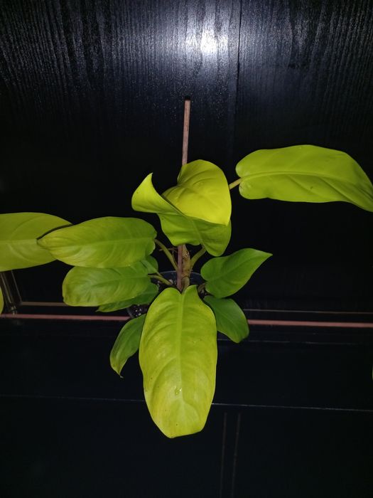 Филодендрон малый голд