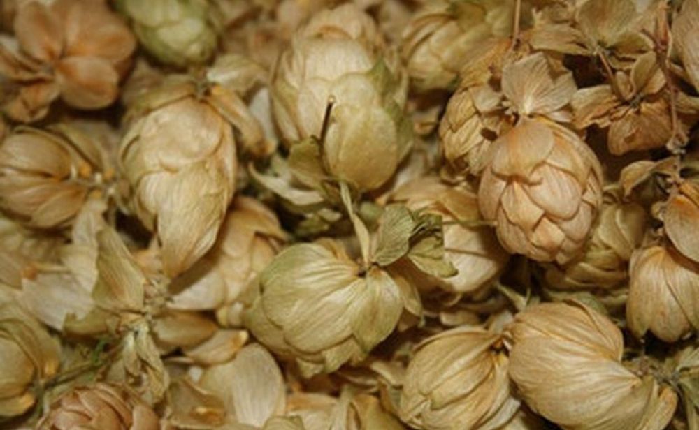 Тыква, гарбуз домашний