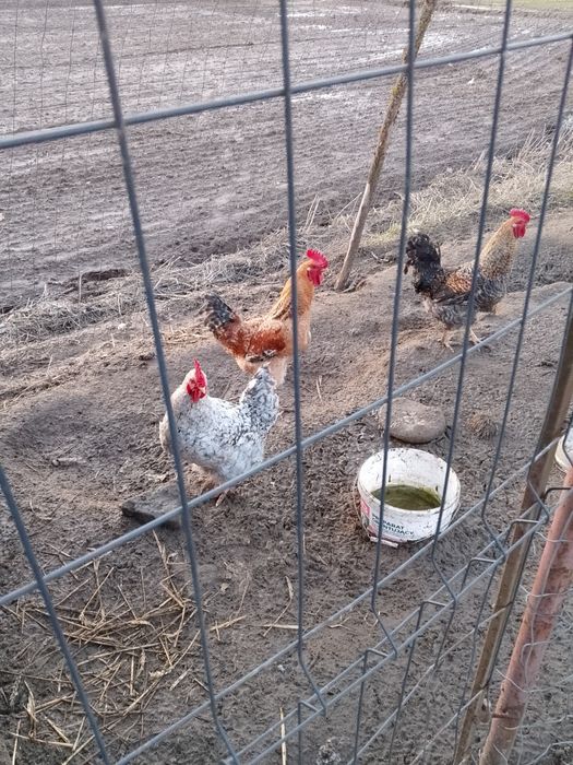 Koguty z własnego chowu