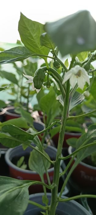Vendo plantas de malaguetas / pimentas