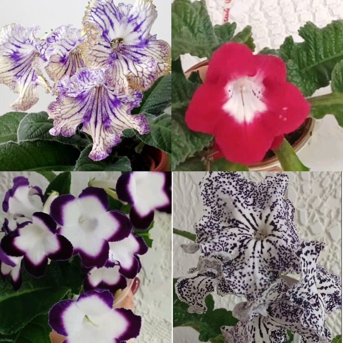 Стрептокарпуси стартери