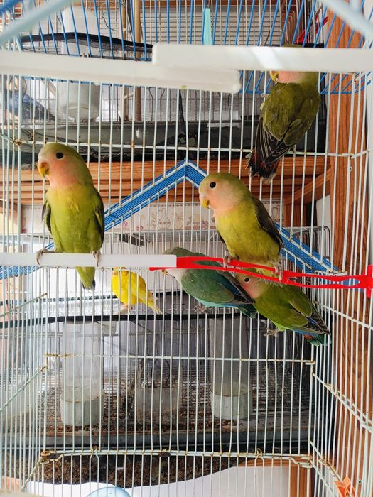 Rosicolis novos e casais