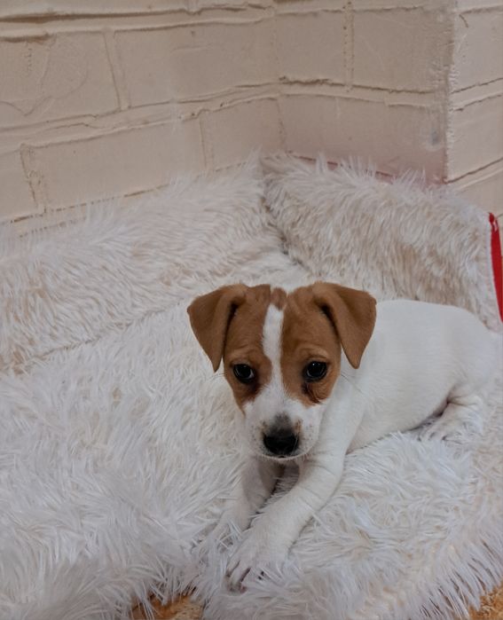 Jack Russell Terrier