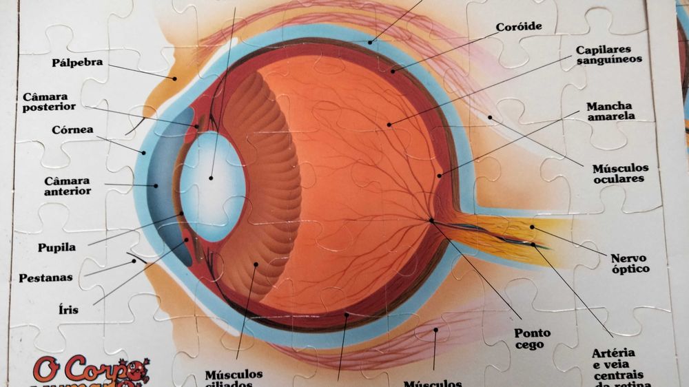Puzzles Corpo Humano
