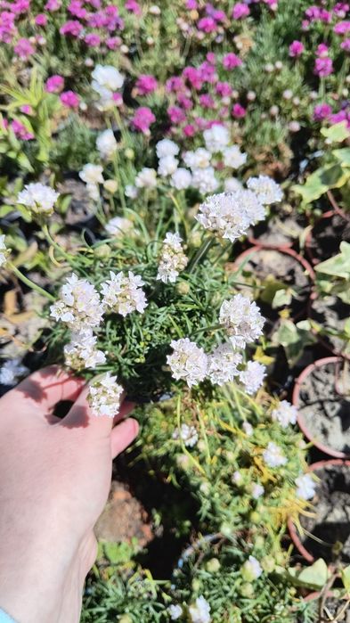 Вероніка 'Синій букет' .  Армерія рожева і біла у горщику