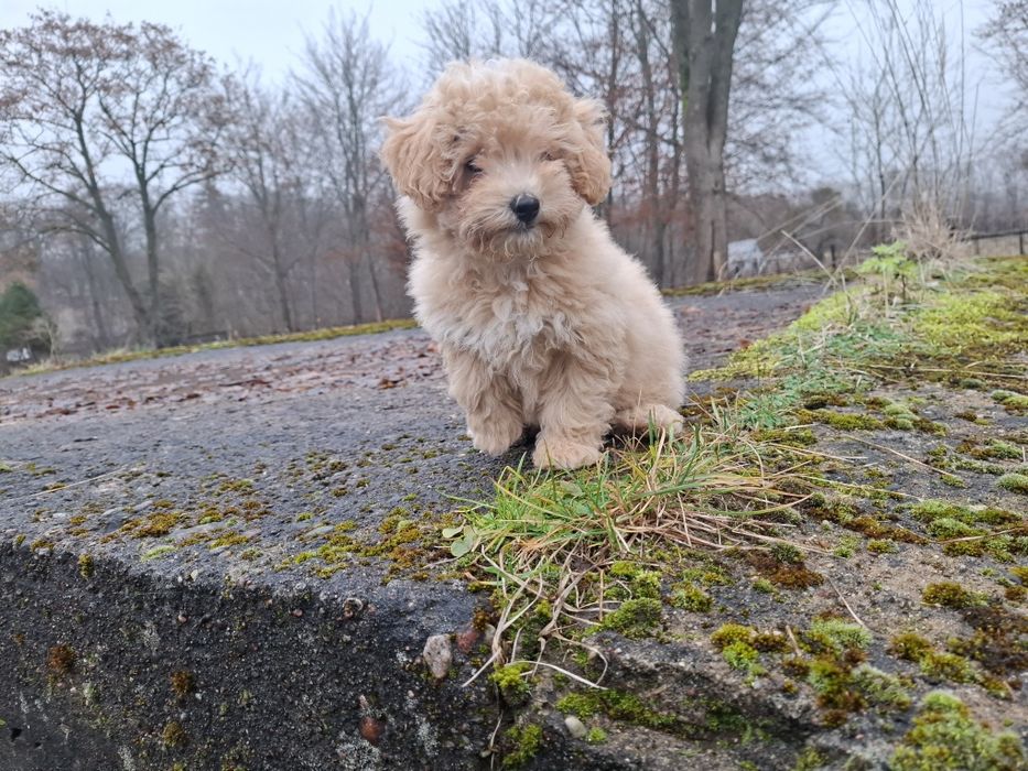 maltipoo suczka gotowa