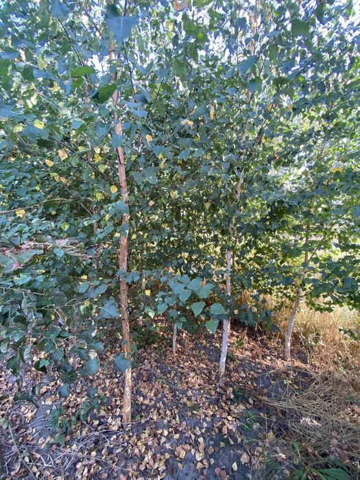 Brzoza brodawkowata . 12-16cm obwód.