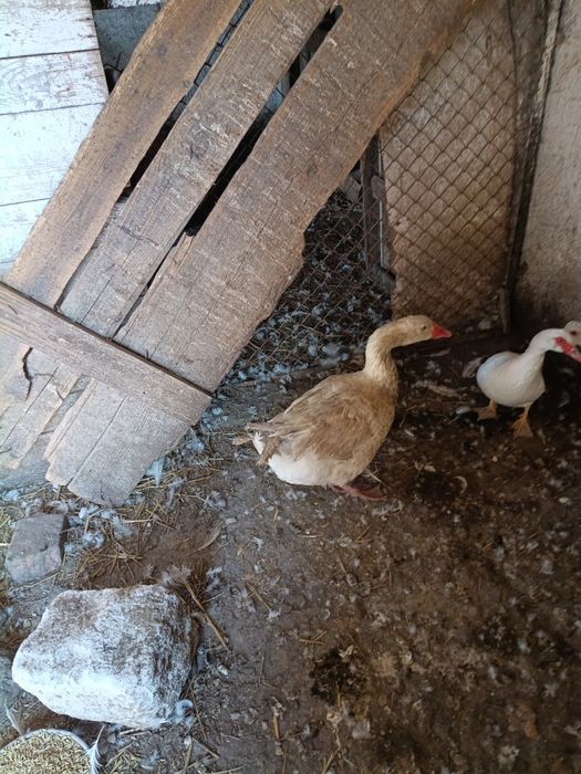 Sprzedam gąskę biała kołudzka