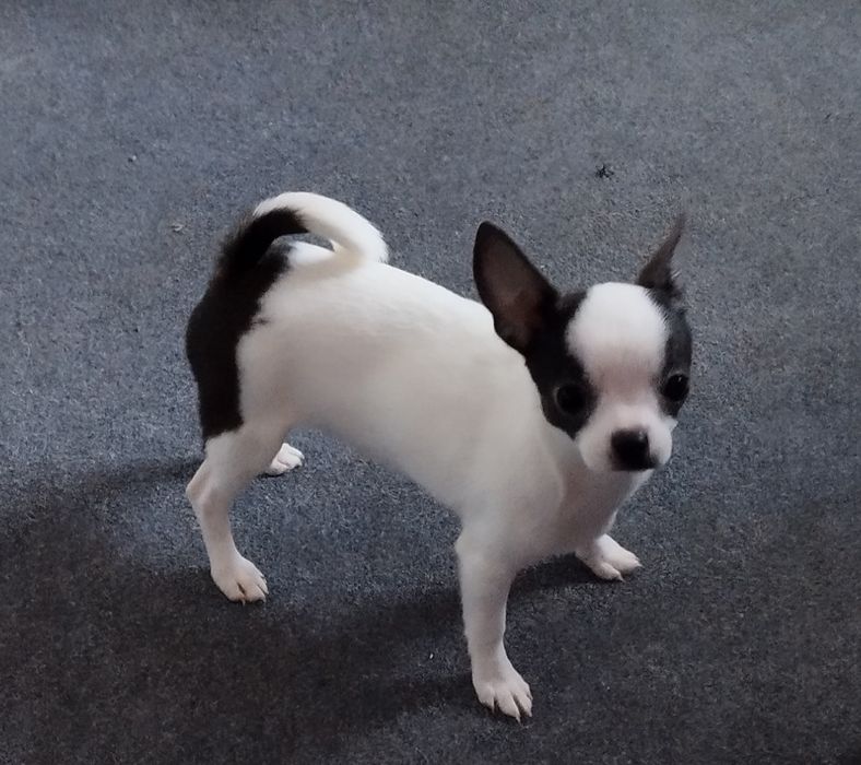 Chihuahua miniaturowa suczka