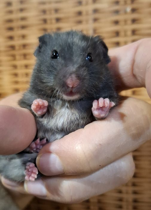 chomik, chomiki syryjskie oswojone maluchy,nowa ekipa