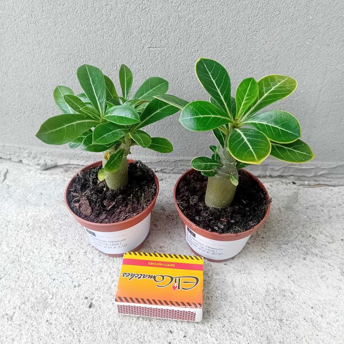 Adenium obesum Róża Pustyni +GRATISY