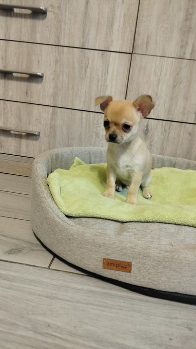 Śliczne -szczenię Chihuahua-zdjecia z bliska-nowa cena!