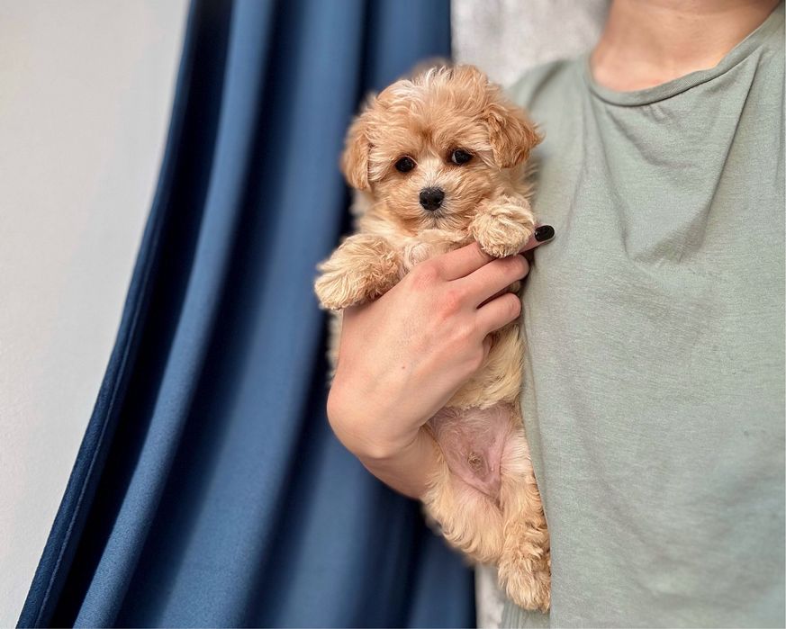 Качественные и красивые Мальтипу F1 mini мальчик и девочка мальтіпу