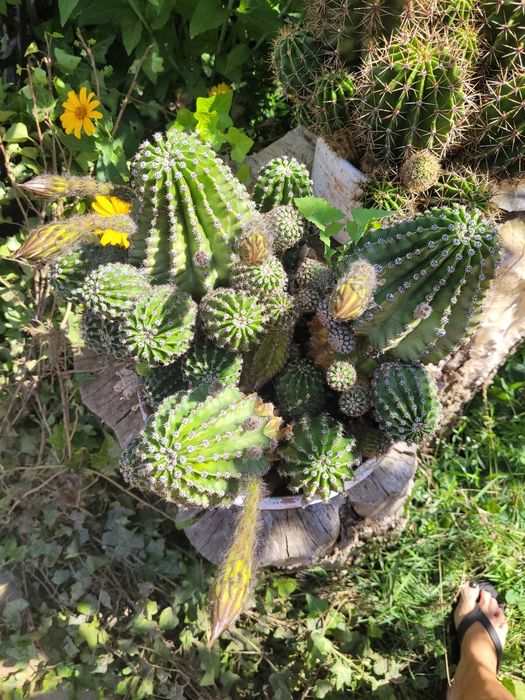 Kaktus kwitnacy na biało