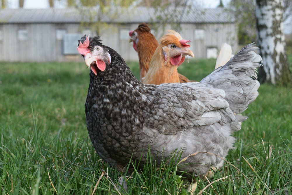 Nioski Green Shell 16 tygodni. Wysyłka!