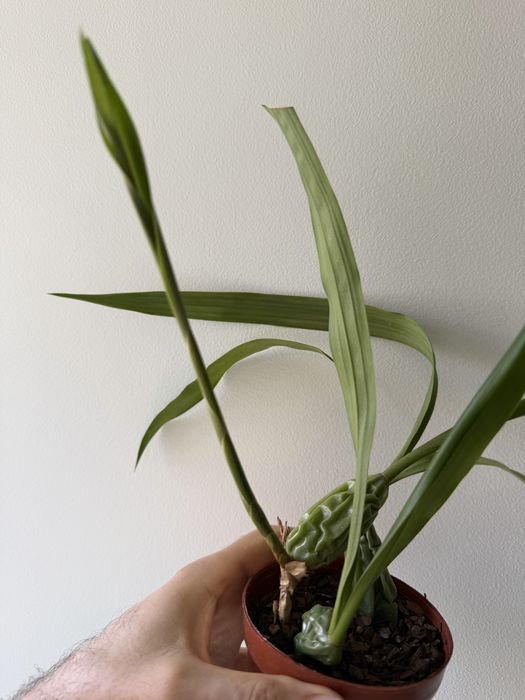 Coelogyne Cristata