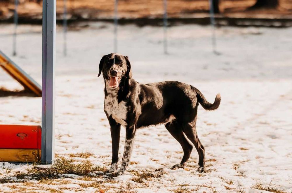Szukasz psa z poczuciem humoru i nieskończoną energią? Kevin czeka!