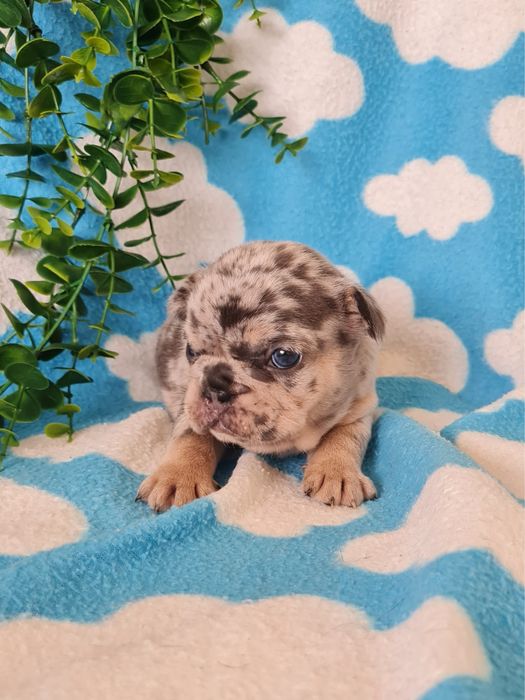 Excelente menina merle Bulldog/Bouledogue Francês de Qualidade
