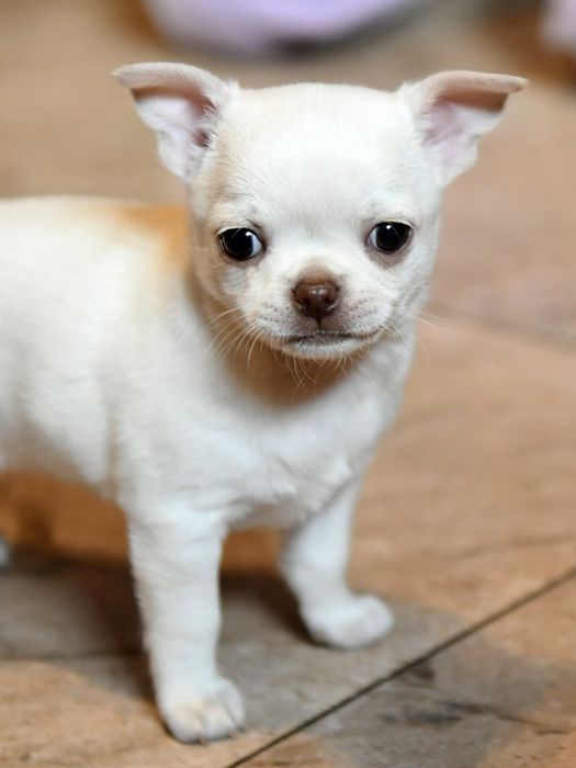 Krótkowłosy  biało kremowy  piesek FCI Warszawa