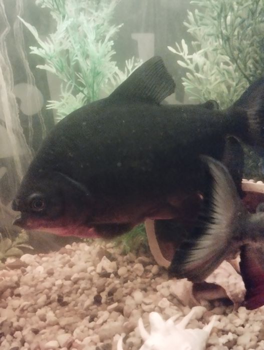 Piranie Red Pacu