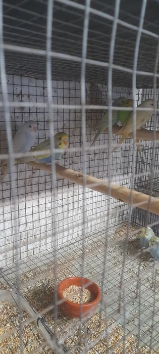 Casais de piriquitos