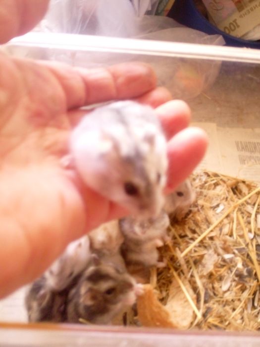 Декоративні карликові хом'яки