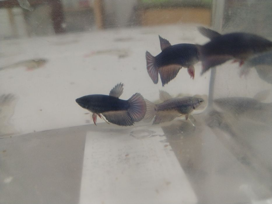 Bettas juvenis..