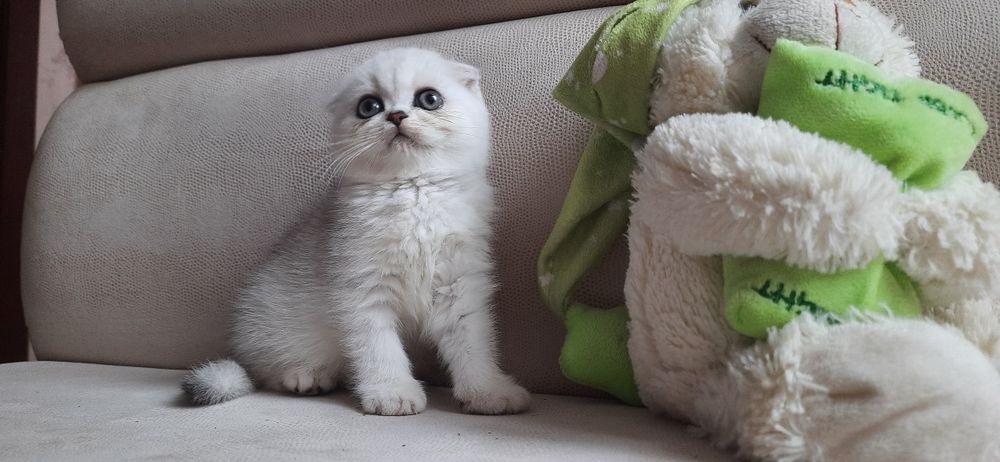 Вислоухие котята серебристые шиншиллы  шотландские фолдики.