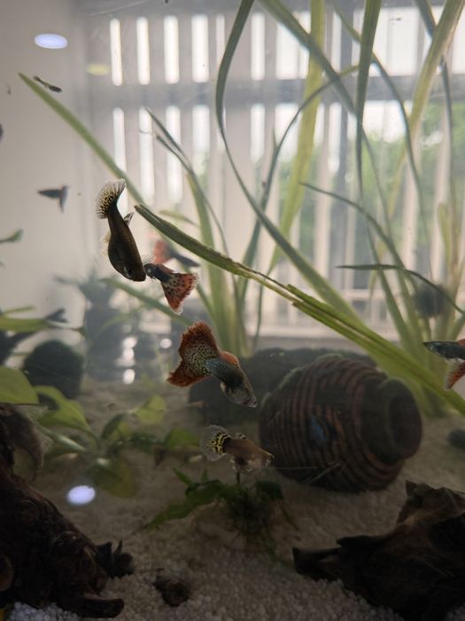 Casal Guppies Red Dragon Halfmoon: Linha Pura, Famalicão