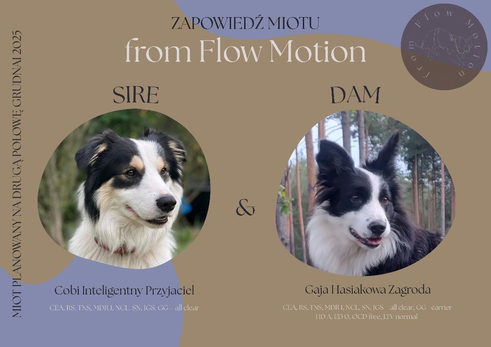 Border collie || szczeniaki — pies || Kryptic Soul