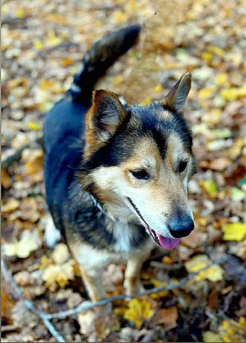 Łagodny pies szuka domu  / do adopcji
